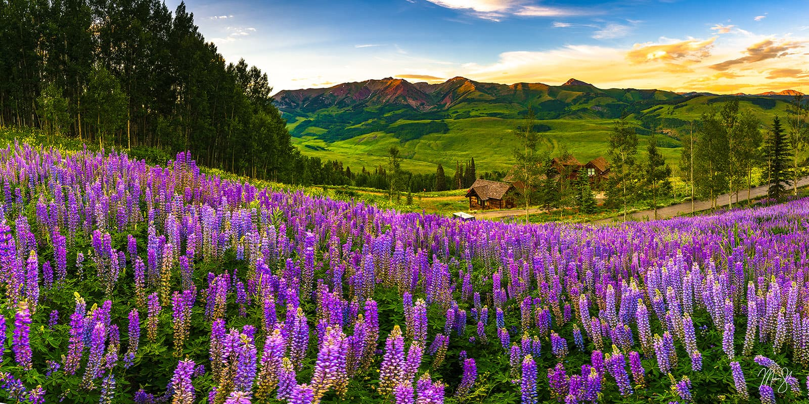 2027 Wildflower Women